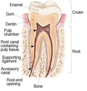 Root Canal - Endodontics - Northumberland Dental Care